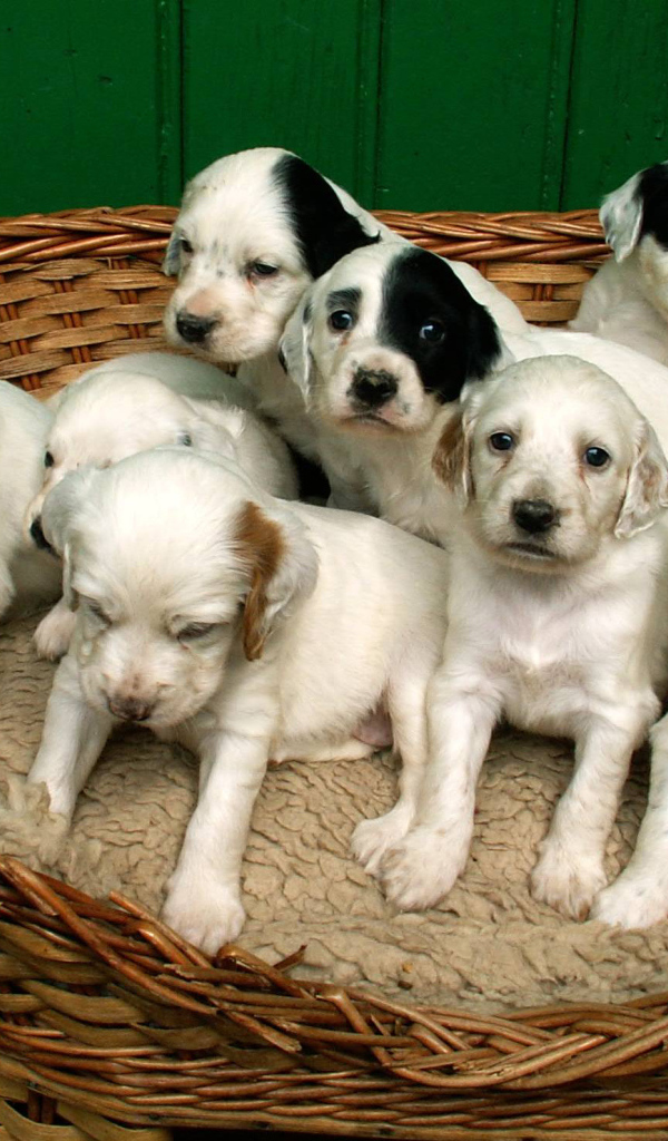 Щенки английского сеттера в корзине