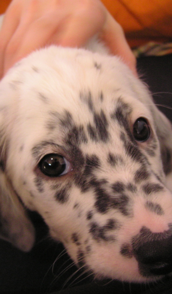 Щенок английского сеттера