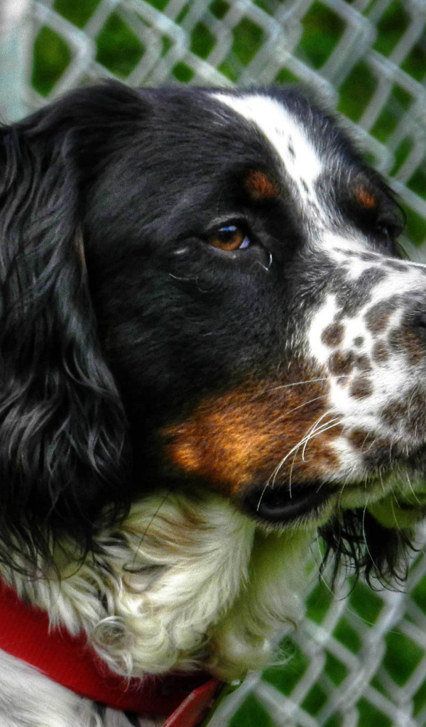 Английский сеттер кого-то увидел