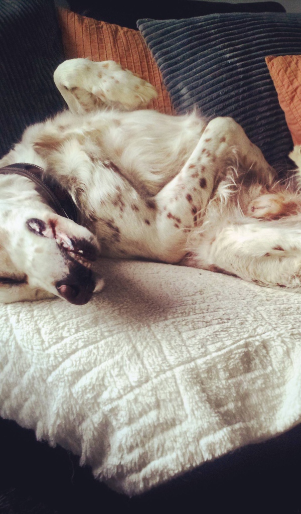 Английский сеттер развалился на диване