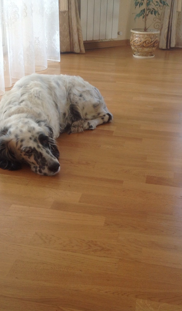 Английский сеттер устал