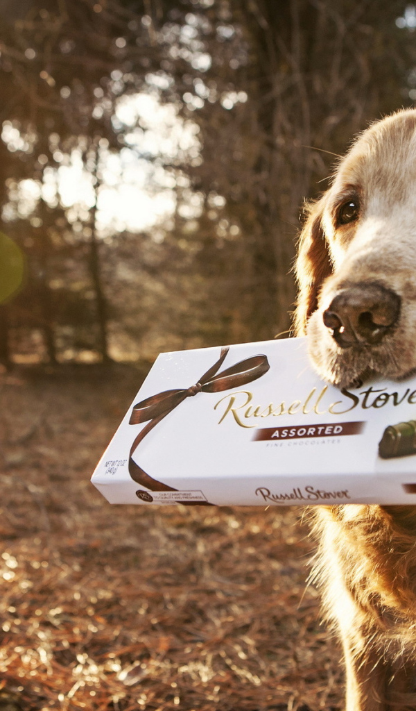 Английский сеттер с коробкой конфет