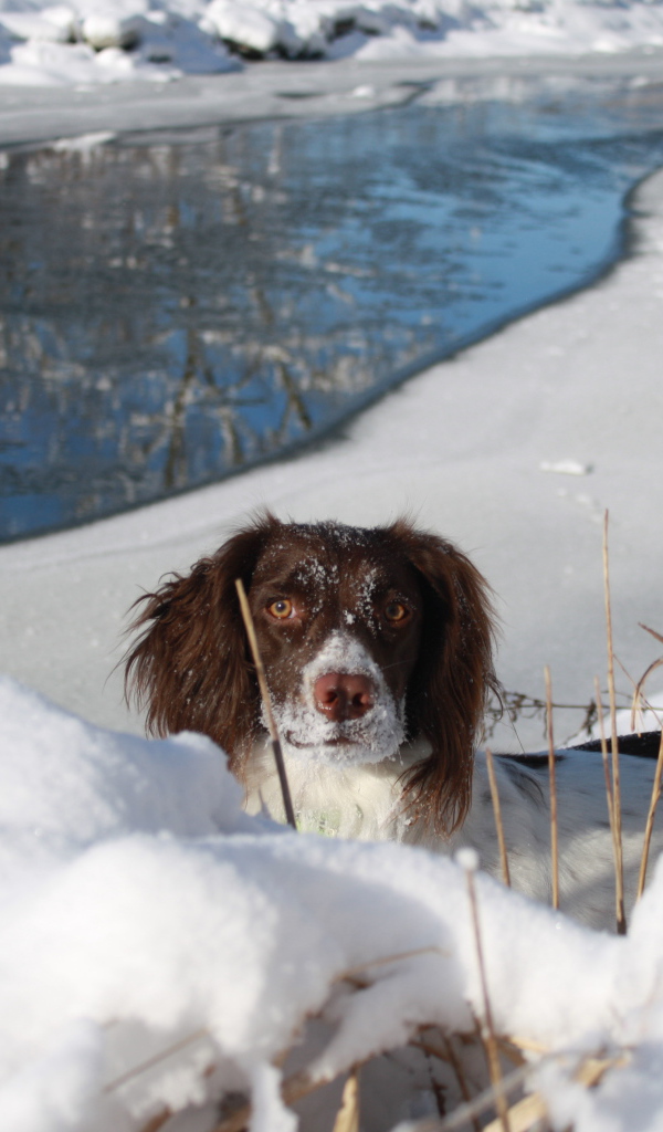 Английский спрингер-спаниель в сугробе