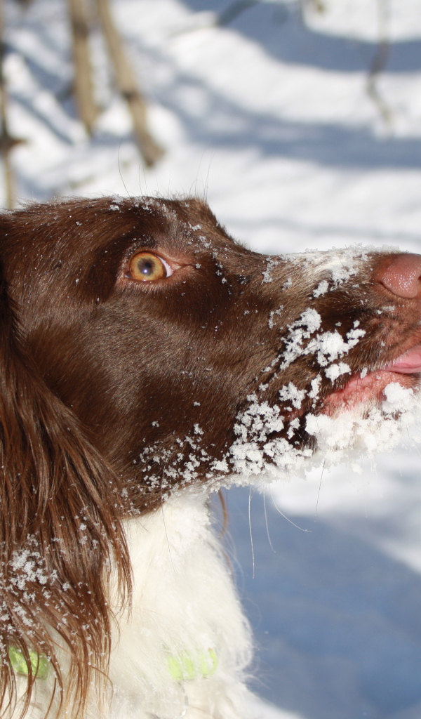Английский спрингер-спаниель в снегу крупным планом