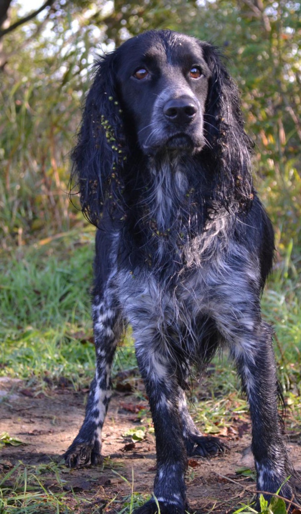 Английский спрингер-спаниель в лесу