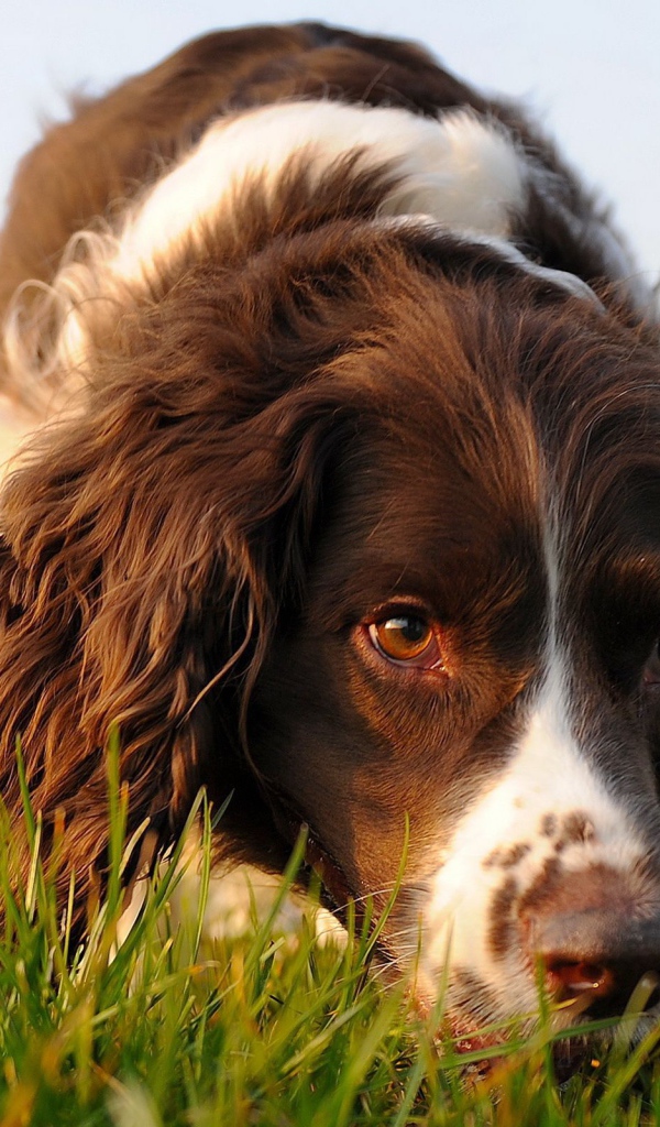 Английский спрингер-спаниель идёт по следу