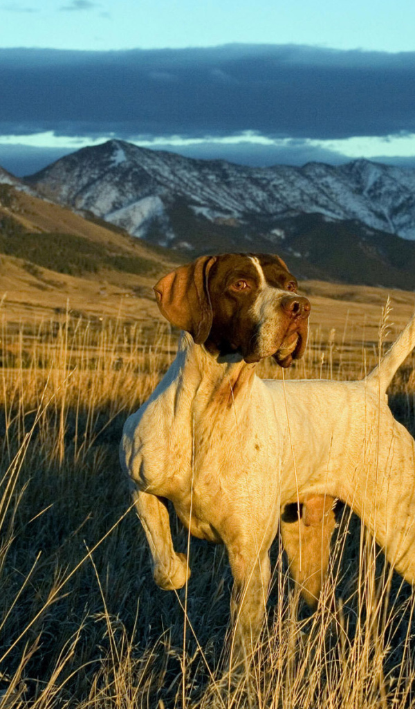 Английский Пойнтер в поле