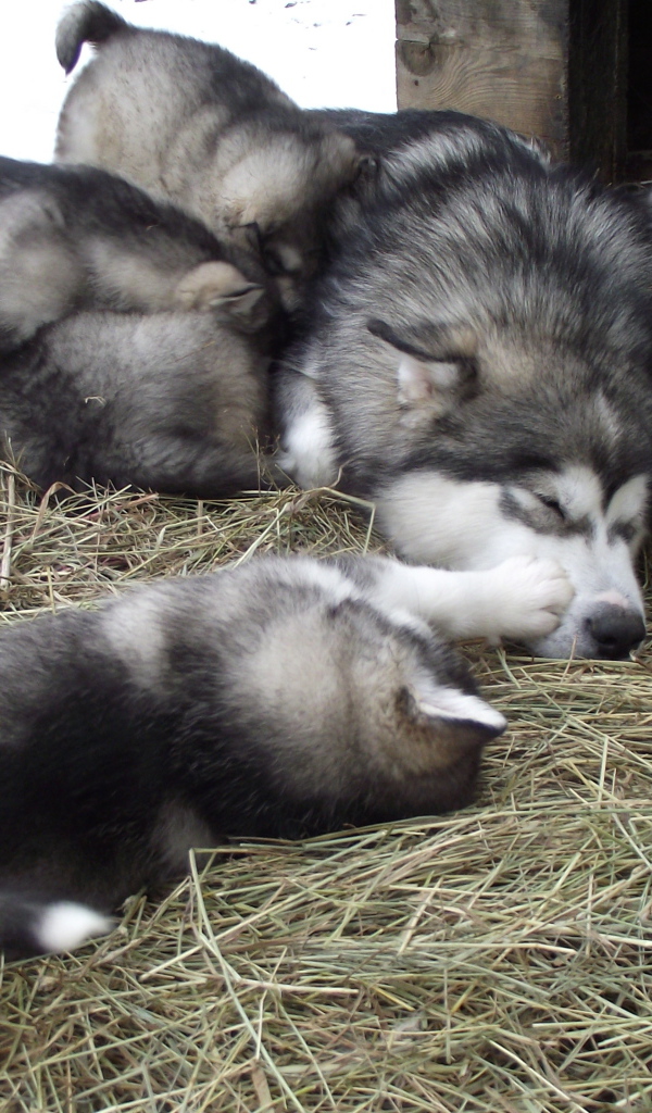 Семья аляскинских маламутов