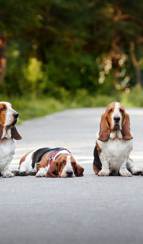 Семья бассет-хаундов сидит на дороге