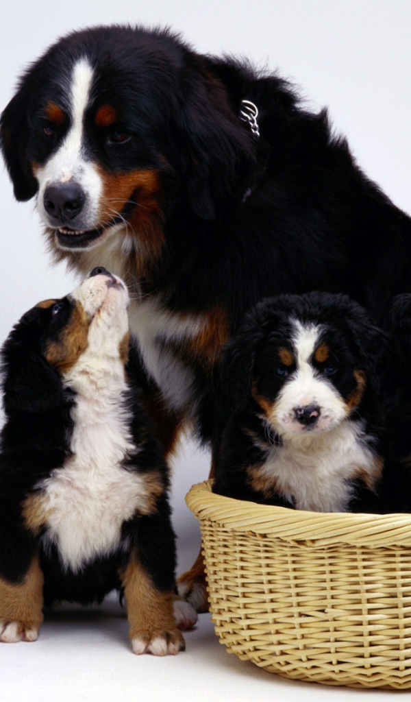 Семья бернской пастушьей собаки на белом фоне