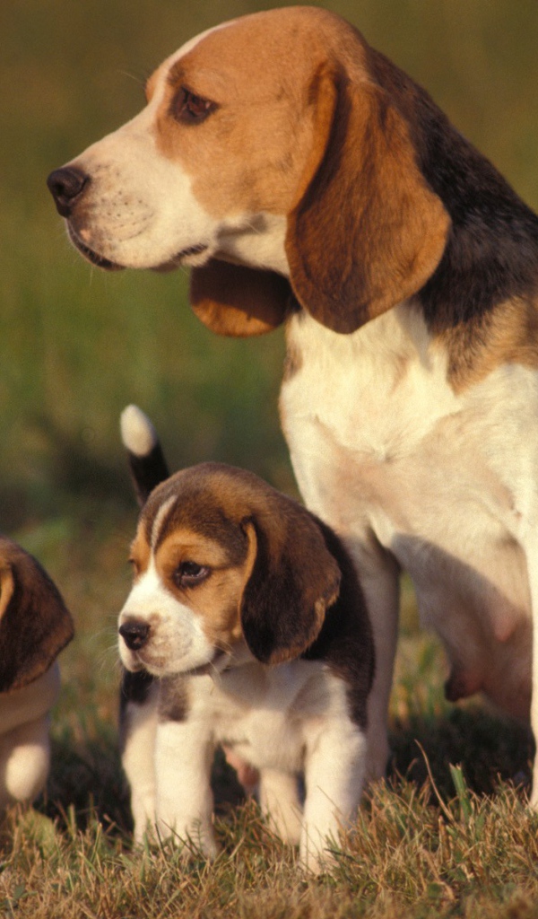 Семейство собак породы бигль