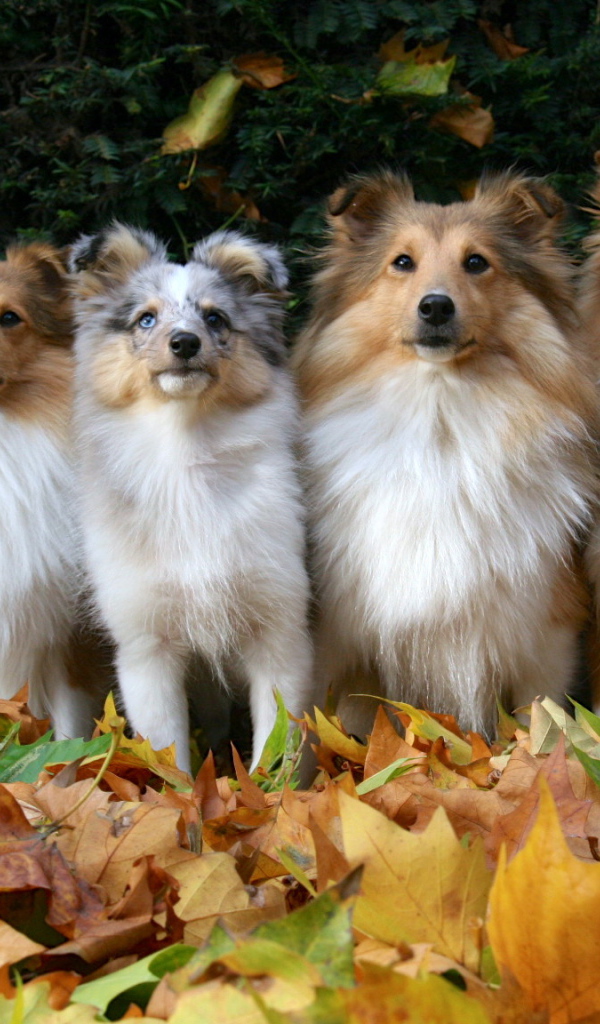 Семья собак породы шелти