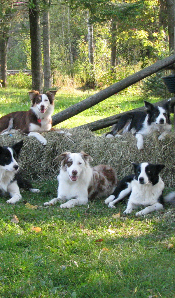 Family of dogs Border Collie