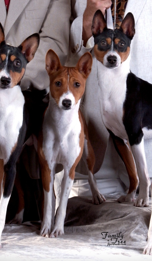 Семейная фотография собак породы басенджи