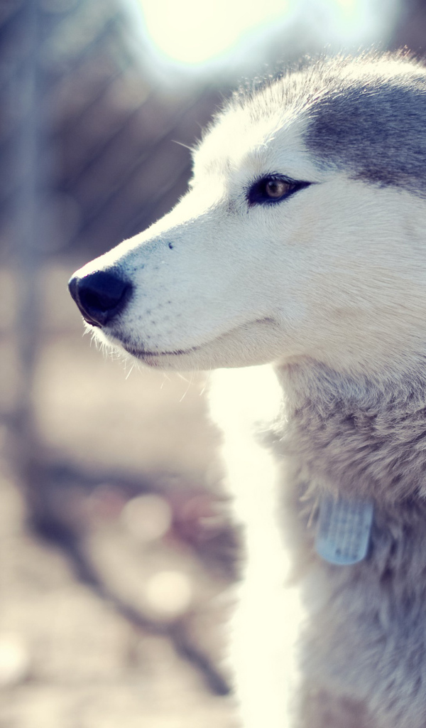 Самка аляскинского маламута