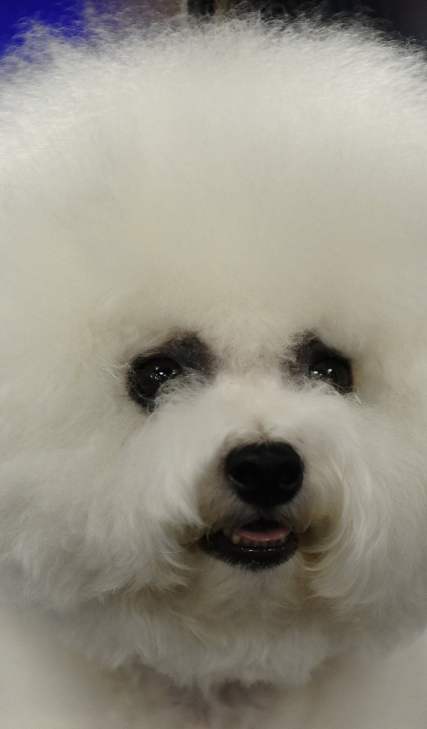 Пушистая собака породы бишон-фриз