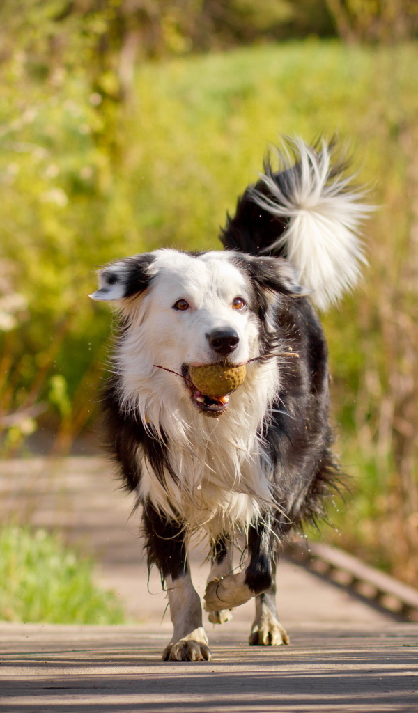 Пушистая собака с мячом