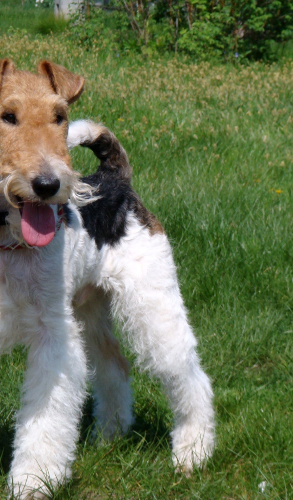 Фокстерьер на траве