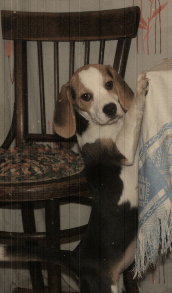 Фокстерьер на столе