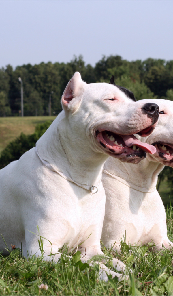 Дружба аргентинских догов