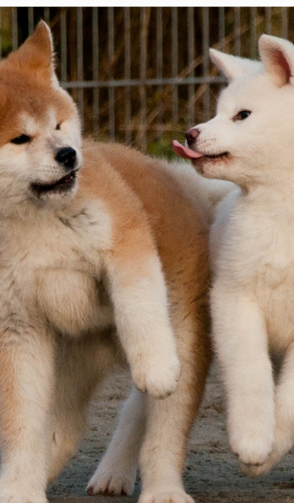Смешные щенки акита-ину