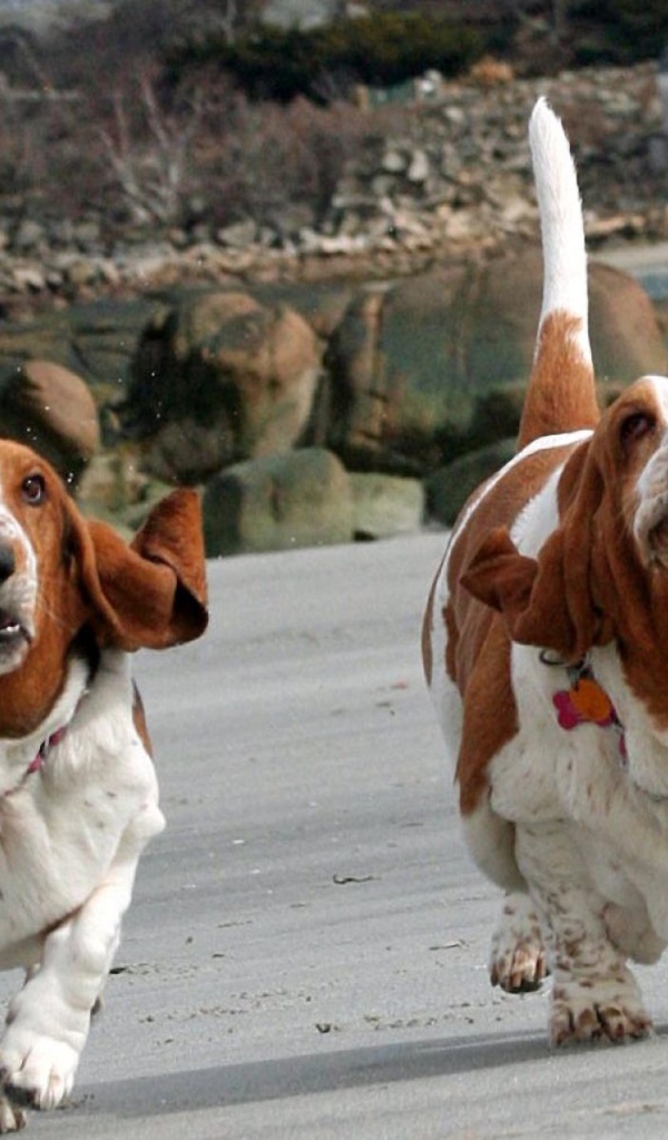 Смешные бассет-хаунды бегут