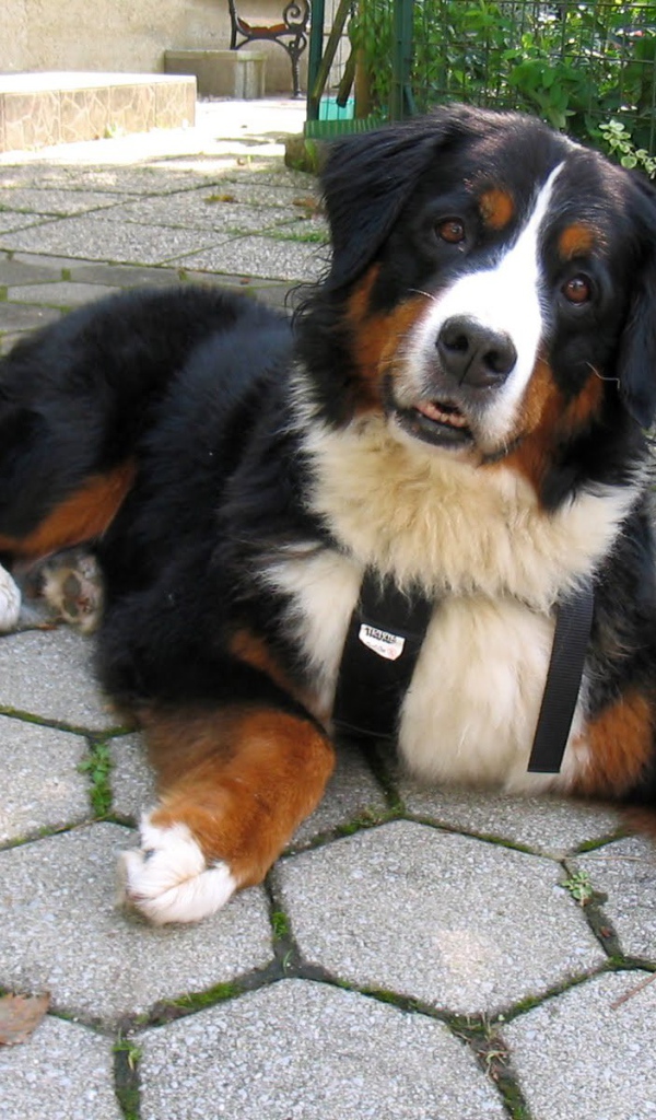 Смешная бернская пастушья собака