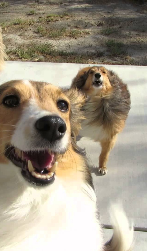 Смешные собаки породы шелти играют