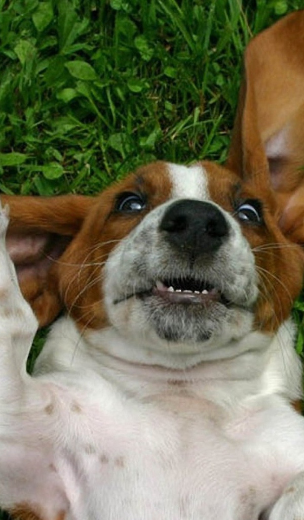 Смешной бассет-хаунд на траве