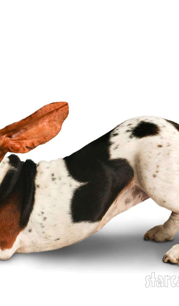 Смешной бассет-хаунд на белом фоне