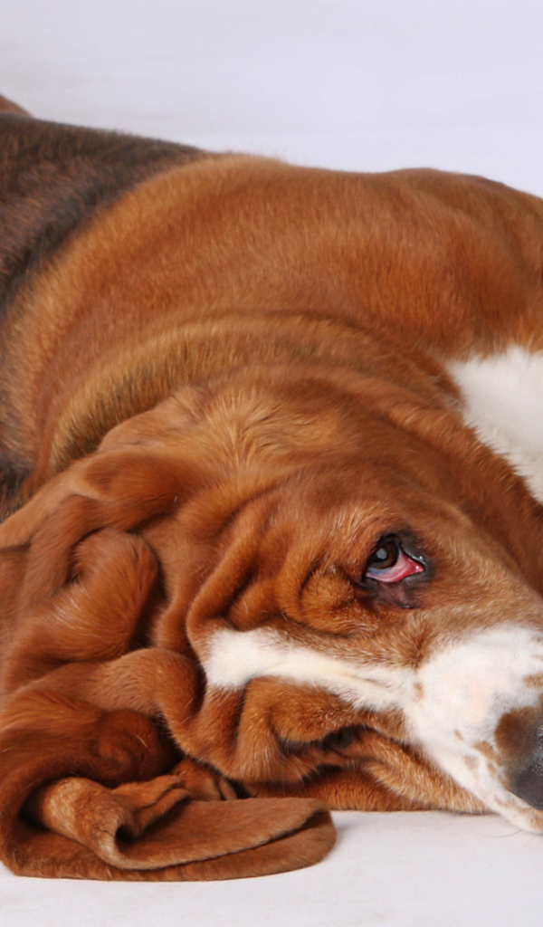 Смешной бассет-хаунд развалился на полу