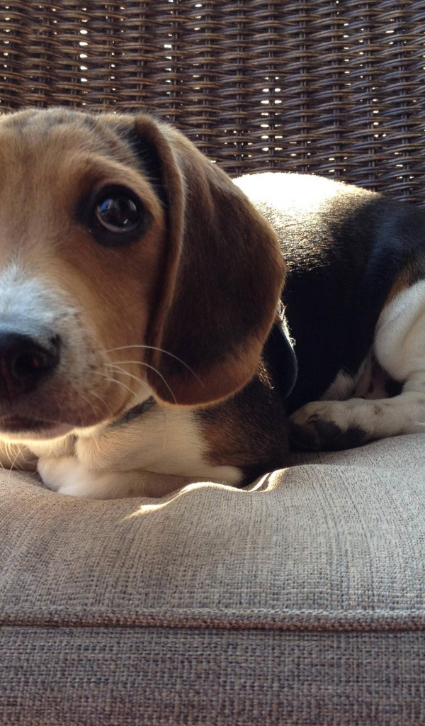 Смешная собака породы бигль на кресле