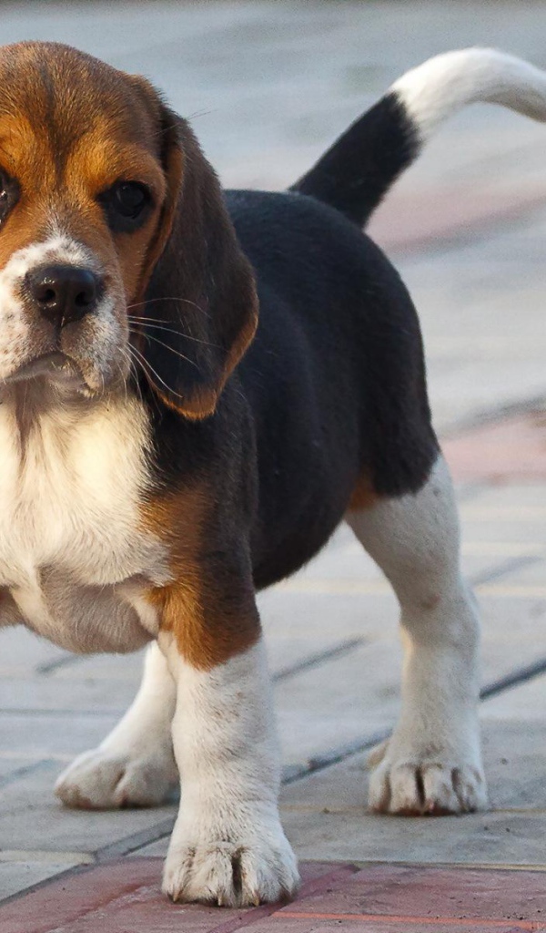 Смешной щенок породы бигль на тротуаре