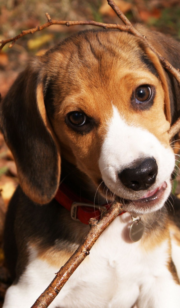 Смешная собака породы бигль грызёт ветку