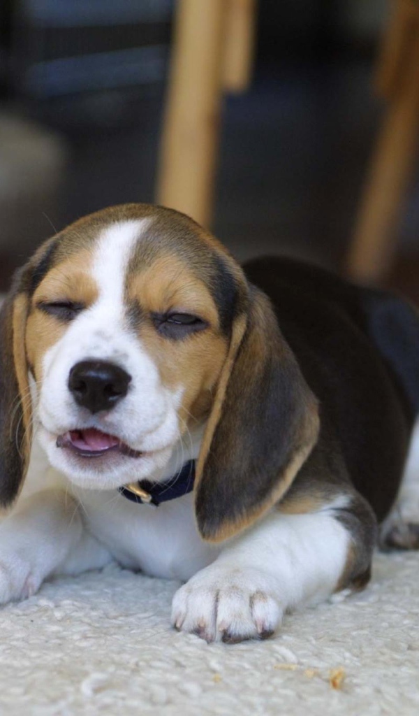 Смешная собака породы бигль на ковре