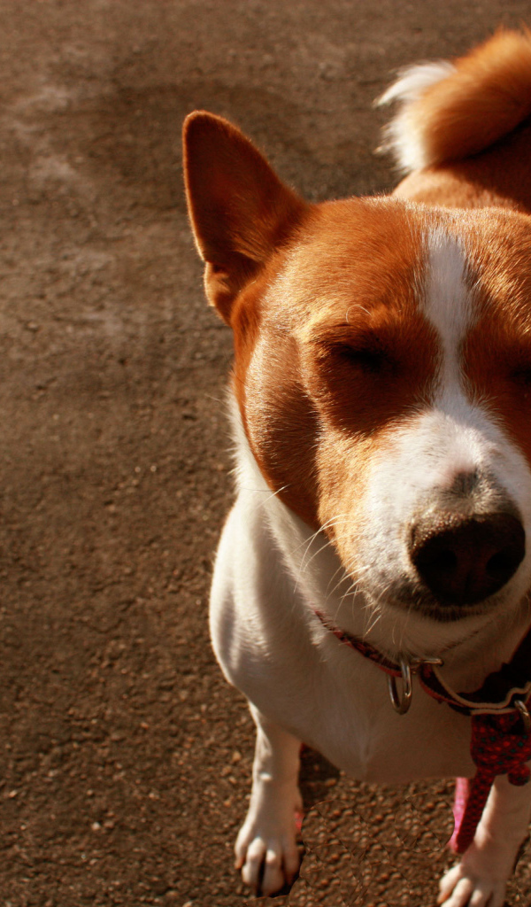 Смешная собака породы басенджи