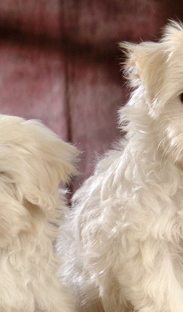 Смешные собаки породы бишон-фриз