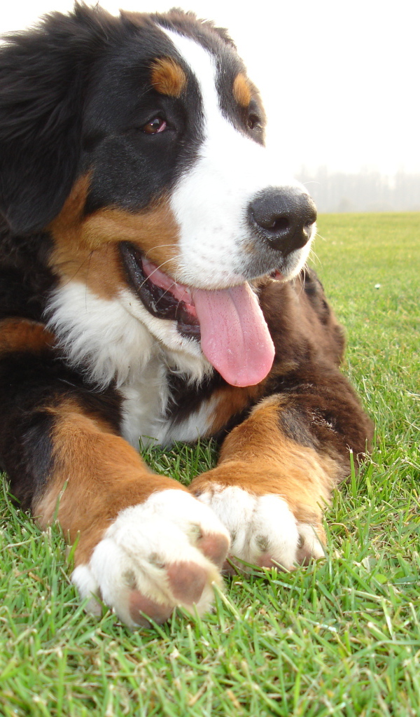 Смешной щенок бернской пастушьей собаки