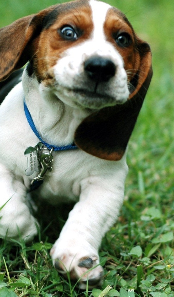 Смешной щенок бассет-хаунда бежит