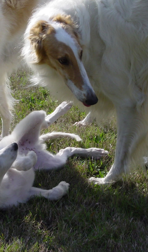 Грейхаунд семья