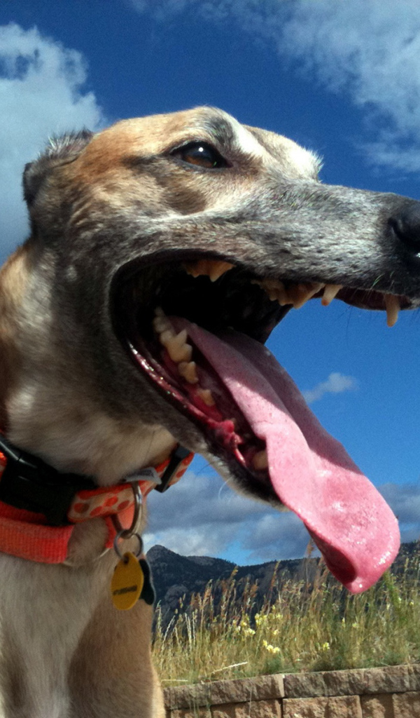 Грейхаунд в итальянских полях