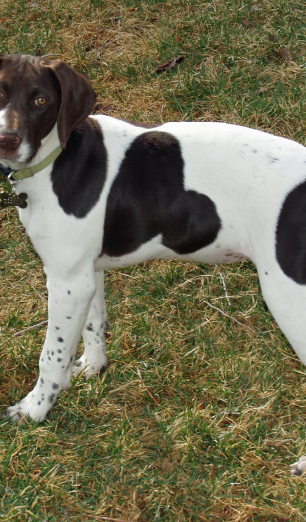 Немецкий Пойнтер играет в саду