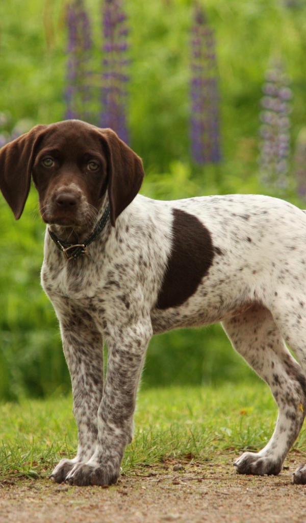 Немецкий щенок Пойнтер в лесу