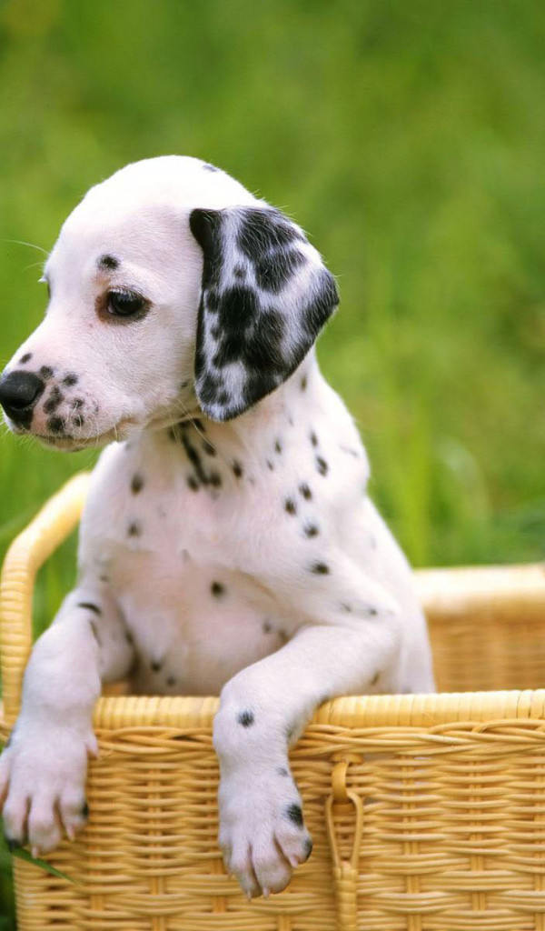 Немецкий короткошерствнены Пойнтер в корзине