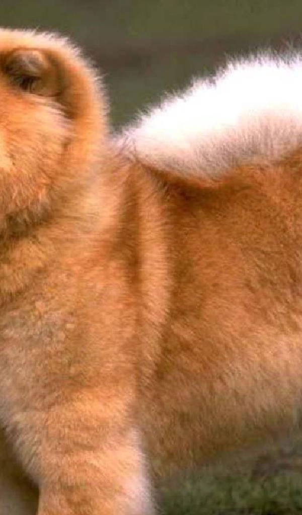 Золотой чау-чау