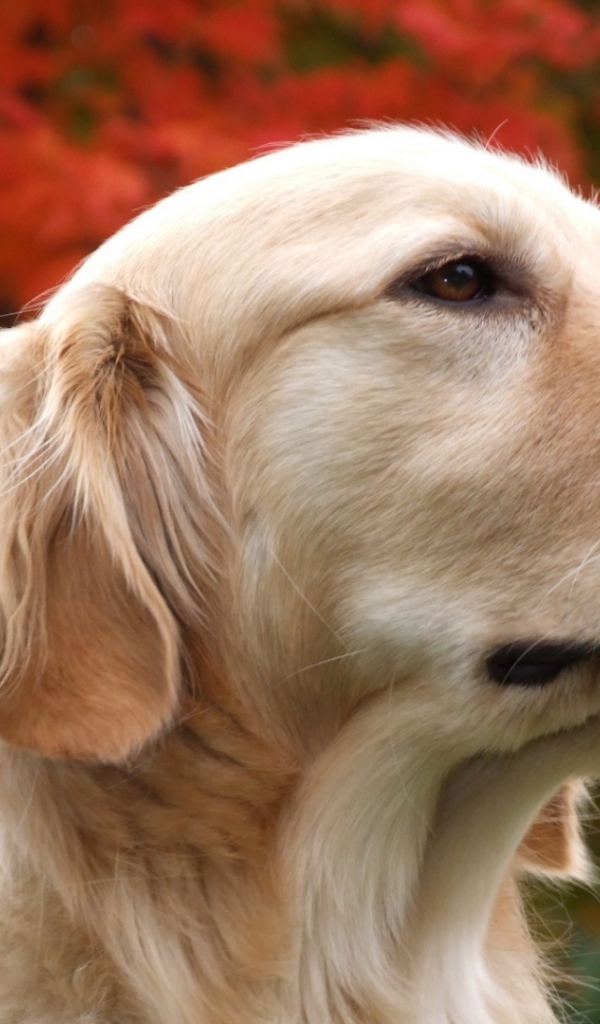 Золотой терьер и осенние дерево