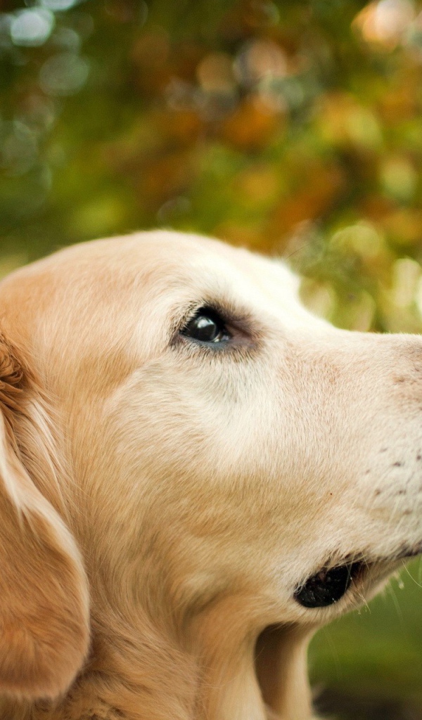 Золотой терьер и бабочка