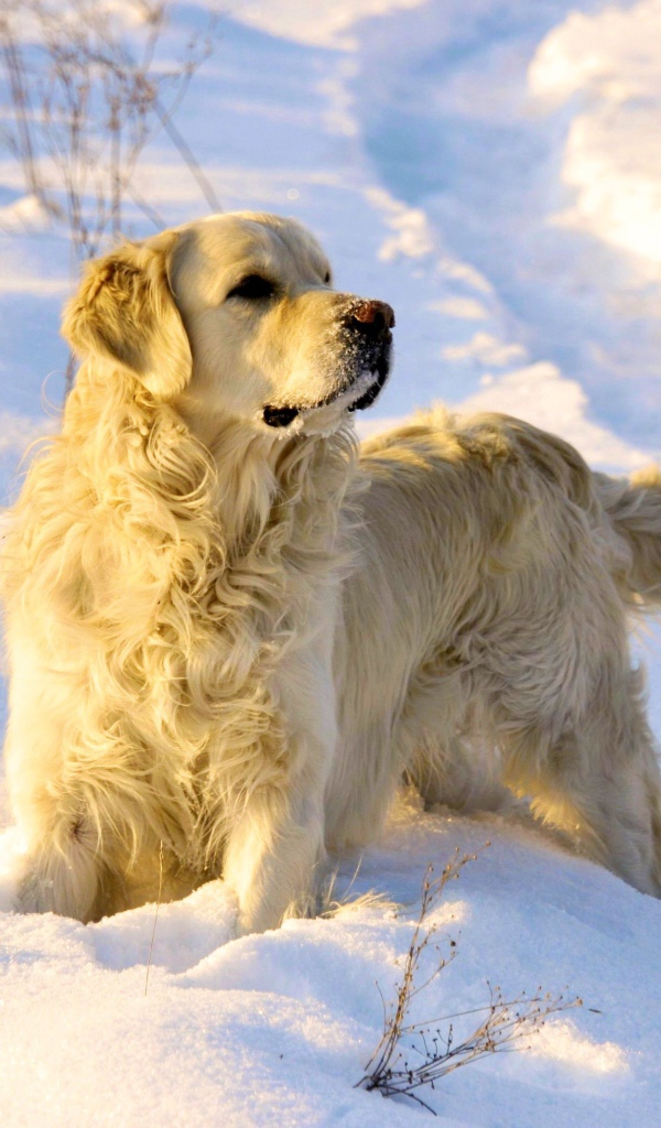 Золотой терьер в снегу