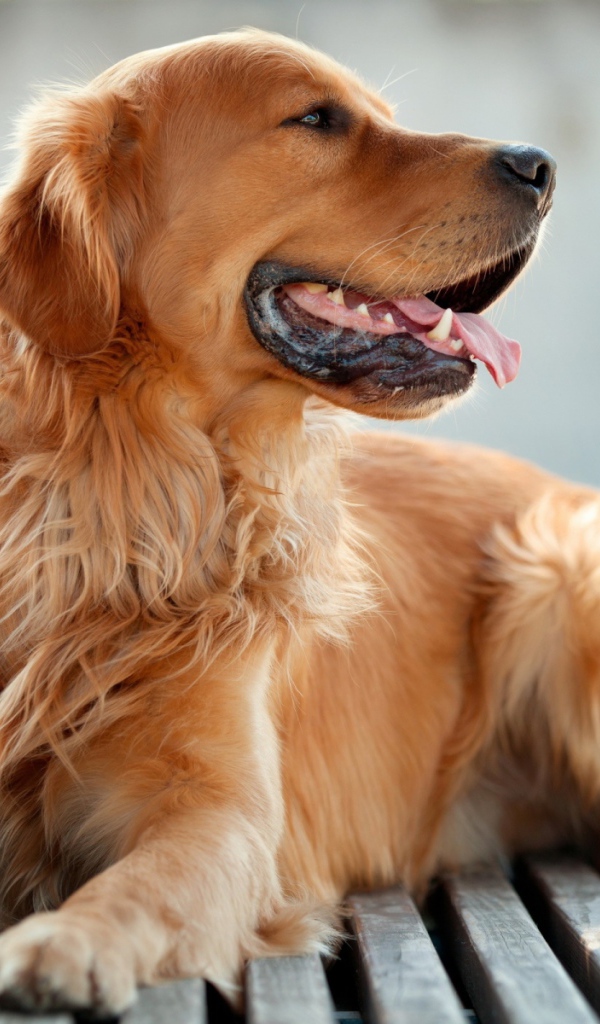 Золотой терьер лежит на скамейке