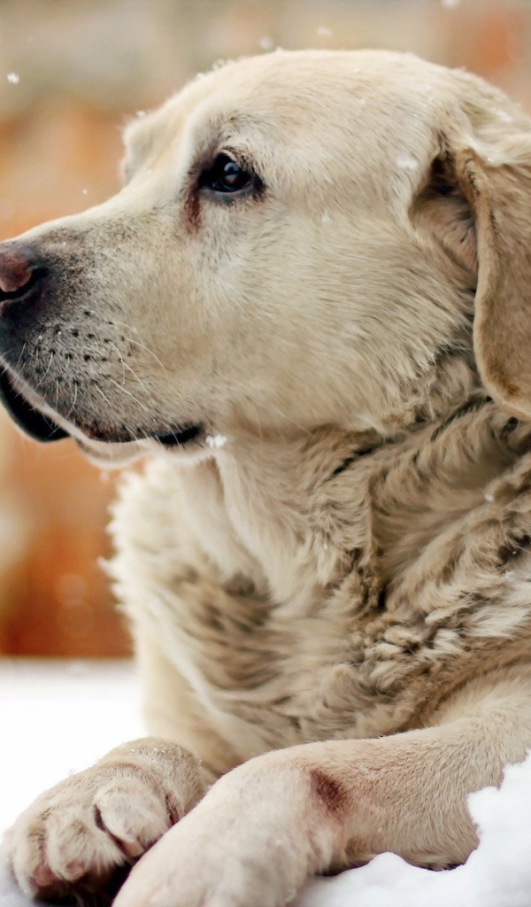 Золотой терьер отдыхает на снегу